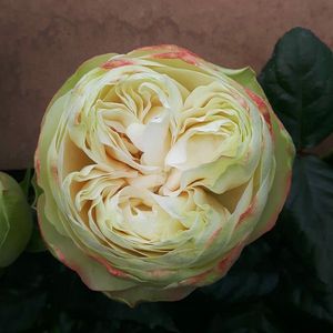 ROSE KHELA GREEN 40